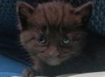 Jamaica 22 toe Polydactyl  Maine Coonish - Polydactyl Kitten For Sale - WI&comma; US