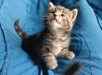 Kokomo Corazon Maine Coonish - Maine Coon Kitten For Sale - WI&comma; US