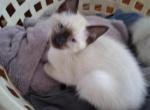 Sally - Siamese Cat For Sale - Holden&comma; MO&comma; US