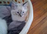 Sweetie - Ragdoll Cat For Sale - Holden&comma; MO&comma; US