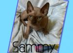 Sammy - Sphynx Cat For Sale - FL&comma; US
