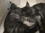 Velvet - Maine Coon Cat For Sale - Ripon&comma; CA&comma; US