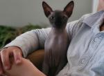 Hero - Sphynx Cat For Sale - Rockford&comma; IL&comma; US