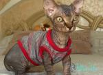 Chloe - Bambino Cat For Sale - Norwalk&comma; CT&comma; US