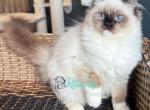 Iriska - Ragdoll Cat For Sale - Pembroke Pines&comma; FL&comma; US