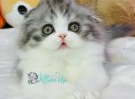 Immanuel - Scottish Fold Cat For Sale - Hollywood&comma; FL&comma; US