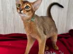 Urfin - Abyssinian Cat For Sale - Norwalk&comma; CT&comma; US