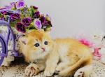 British male - British Shorthair Cat For Sale - Atlanta&comma; GA&comma; US
