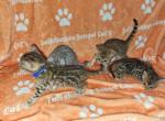 Storm and Simba's litter - Bengal Kitten For Sale - Tallahassee&comma; FL&comma; US