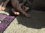 Mustache - Sphynx Cat For Sale - Chicago&comma; IL&comma; US