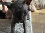 Fuzzy - Sphynx Cat For Sale - Chicago&comma; IL&comma; US