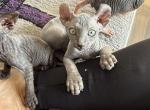 Bluey - Sphynx Cat For Sale - Chicago&comma; IL&comma; US