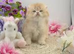 Simba - British Shorthair Cat For Sale - Atlanta&comma; GA&comma; US