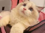 luna - Ragdoll Cat For Sale - Irvine&comma; CA&comma; US