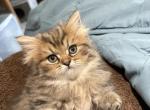 Remy - Persian Kitten For Sale - San Antonio&comma; TX&comma; US