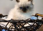 Precious - Himalayan Cat For Sale - Wheatfield&comma; IN&comma; US