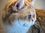 DBE Blue Golden British Shorthair breeding male - British Shorthair Cat For Sale/Service - Cleveland&comma; OH&comma; US