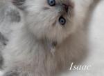 Isaac Spring Litter - Himalayan Cat For Sale - Tampa&comma; FL&comma; US