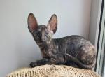 Hyacinth - Cornish Rex Cat For Sale - Miami&comma; FL&comma; US