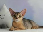 Blue - Abyssinian Cat For Sale - Brooklyn&comma; NY&comma; US