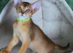 Ruddy - Abyssinian Cat For Sale - Brooklyn&comma; NY&comma; US