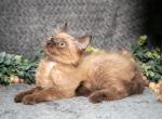 Diamond - Ragdoll Cat For Sale - Ronks&comma; PA&comma; US
