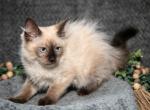 Glitter - Ragdoll Cat For Sale - Ronks&comma; PA&comma; US