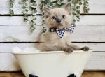 Lodge - Ragdoll Kitten For Sale - FL&comma; US