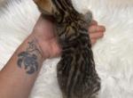 Brown Bengal female - Bengal Kitten For Sale - CO&comma; US