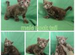 New cinnamon liter - Highlander Kitten For Sale - Frenchtown&comma; MI&comma; US