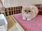 Violet's male munchkin - Munchkin Kitten For Sale - Greenville&comma; OH&comma; US