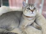 Scottish Straight pretty girl SUMMER SALE - Scottish Straight Cat For Sale - Champions Gate&comma; FL&comma; US