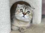Scottish Fold very affectionate girl SUMMER PRICE - Scottish Fold Cat For Sale - Champions Gate&comma; FL&comma; US