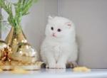 Rowan - Ragdoll Kitten For Sale - P J S&comma; NY&comma; US
