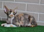 Wallis - Devon Rex Cat For Sale - Norwalk&comma; CT&comma; US