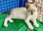 Snowshoe REDUCED - Snowshoe Kitten For Sale - Walterboro&comma; SC&comma; US