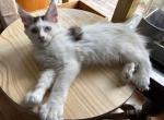 Skye Blue Eyed Polydactyl Sweetheart - Maine Coon Cat For Sale - Pylesville&comma; MD&comma; US