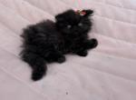 Black female Persian kitten - Persian Kitten For Sale - MA&comma; US