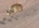 Male orange Persian kitten - Persian Kitten For Sale - MA&comma; US