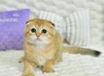 Sergio1 - Scottish Fold Cat For Sale - Los Angeles&comma; CA&comma; US