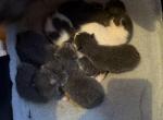 Phoebes babies - Manx Kitten For Sale - 