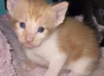 Precious's baby - Manx Kitten For Sale