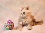 Ally selkirk rex - Selkirk Rex Kitten For Sale - Iva&comma; SC&comma; US