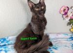 Black poly girl - Maine Coon Cat For Sale - Fort Worth&comma; TX&comma; US
