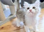 Orion from Cosmic Litter - Siberian Cat For Sale - Belchertown&comma; MA&comma; US