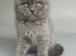 Stitch - British Shorthair Cat For Sale - Jacksonville&comma; FL&comma; US