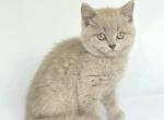 Smoky - British Shorthair Cat For Sale - Jacksonville&comma; FL&comma; US