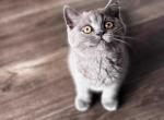 Stella - British Shorthair Cat For Sale - Jacksonville&comma; FL&comma; US