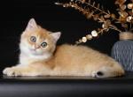 Jafira - British Shorthair Cat For Sale - Jacksonville&comma; FL&comma; US