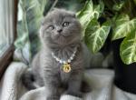 Atlanta - Scottish Fold Cat For Sale - Chicago&comma; IL&comma; US